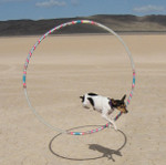 Dog-jumps-through-hoop.jpg